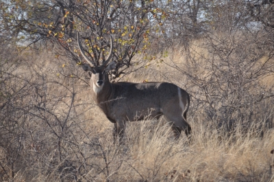 Klik for fuld størrelse