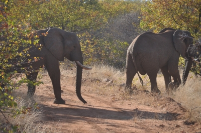 Klik for fuld størrelse
