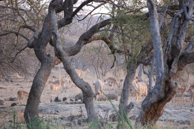Klik for fuld størrelse