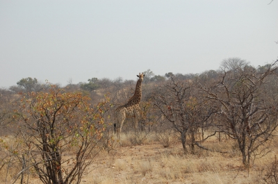 Klik for fuld størrelse
