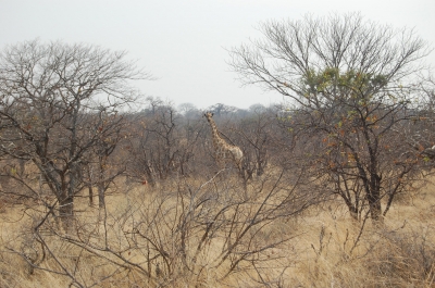 Klik for fuld størrelse