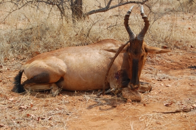 Klik for fuld størrelse