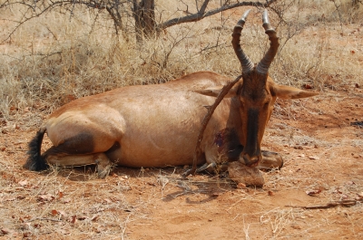 Klik for fuld størrelse