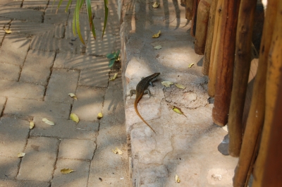 Klik for fuld størrelse