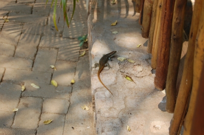 Klik for fuld størrelse