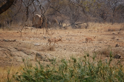 Klik for fuld størrelse