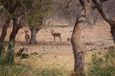 Klik for fuld størrelse