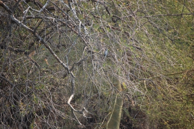 Klik for fuld størrelse