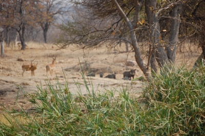 Klik for fuld størrelse