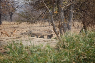Klik for fuld størrelse