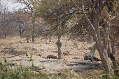 Klik for fuld størrelse