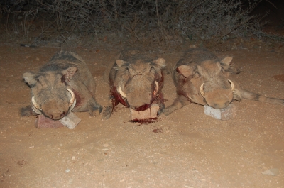 Klik for fuld størrelse