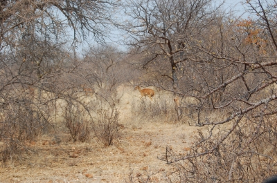 Klik for fuld størrelse