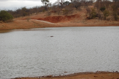 Klik for fuld størrelse