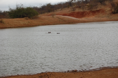 Klik for fuld størrelse