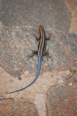 Klik for fuld størrelse